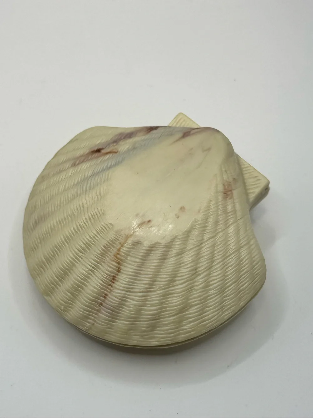 Vintage Plastic Hinged Clam Shell Trinket Jewelry Box Ocean Beach Decor Rare